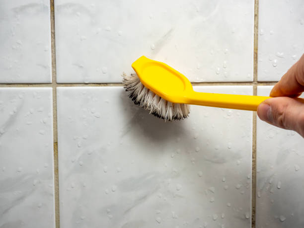 Best Mold Remediation  in Momence, IL