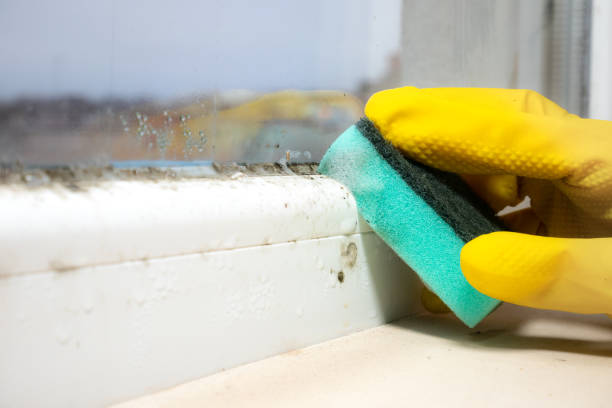 Attic Mold Removal in Momence, IL