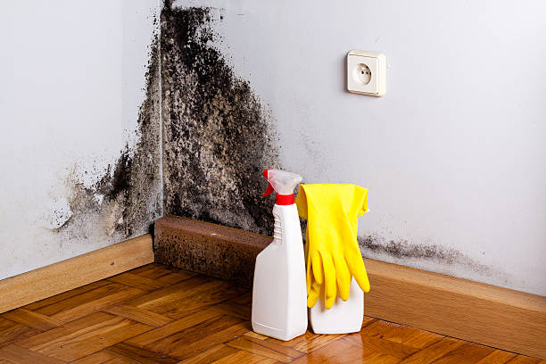 Best Crawl Space Mold Removal  in Momence, IL